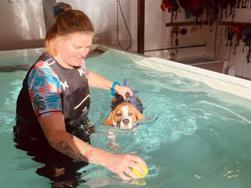Pool4dogs Hydro Pool swimming beagle