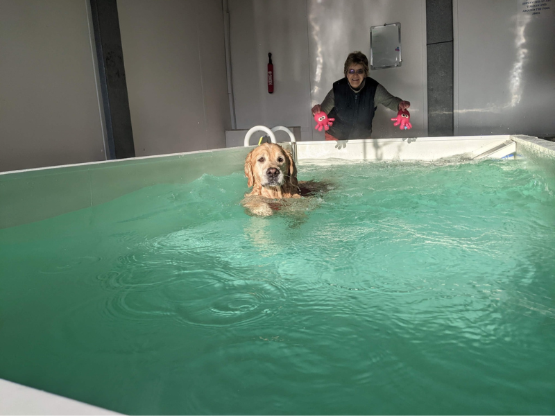 Pool4dogs Hydro Pool swimming golden retriever